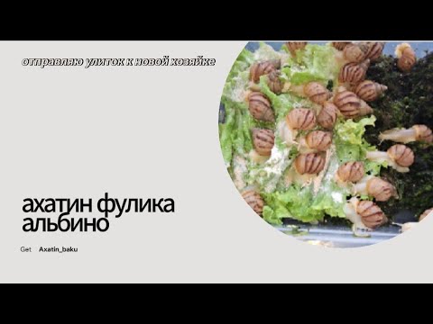 Видео: отправляю улиток к новой хозяйке 💖👋