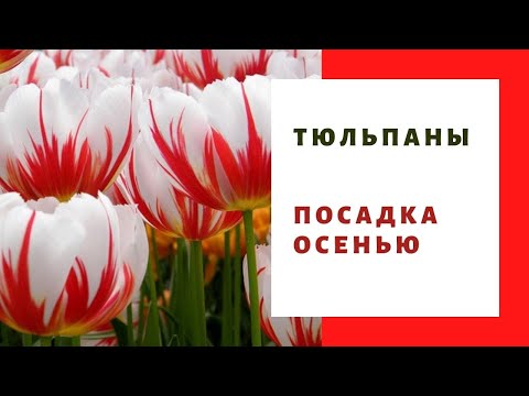 Видео: КАК ПОСАДИТЬ ТЮЛЬПАНЫ, подготовка и посадка луковичных  осенью, обработка луковиц. Препарат Максим
