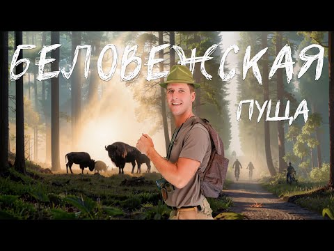 Видео: Путешествие в Беловежскую пущу | Заповедный лес на велосипеде