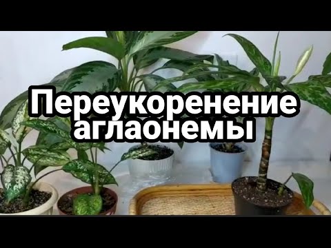 Видео: Аглаонема вытянулась/Что делать?