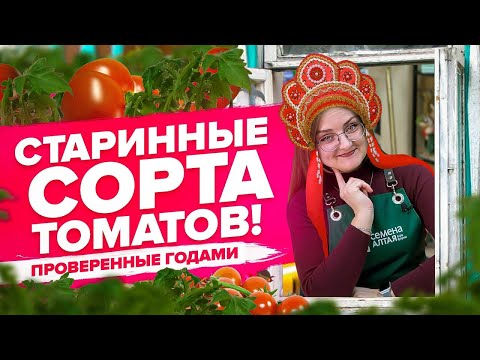 Видео: ПОДБОРКА СТАРЫХ ХОРОШИХ СОРТОВ ТОМАТОВ!