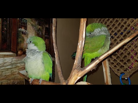 Видео: СОЦИАЛИЗАЦИЯ И ПРИРУЧЕНИЕ ПОПУГАЯ МОНАХА КВАКЕРА \ SOCIALIZATION AND DOMESTICATION OF QUAKER PARROT