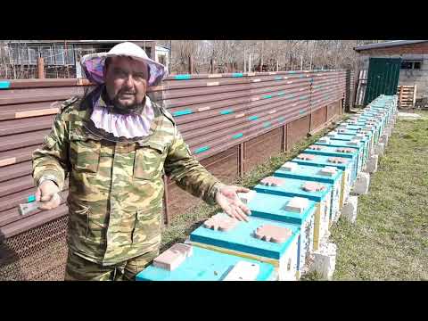 Видео: Итоги Зимовки плюсы Изоляции Маток#пчеловодство#пасека#пчёлы#изоляцияматок#малыхин#миленин#весна2021