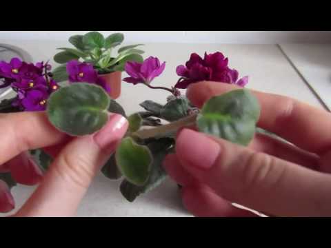 Видео: ПОЧЕМУ ФИАЛКА НАРАЩИВАЕТ ПАСЫНКИ/КАК ОТДЕЛИТЬ ПАСЫНОК С ФИАЛКИ!