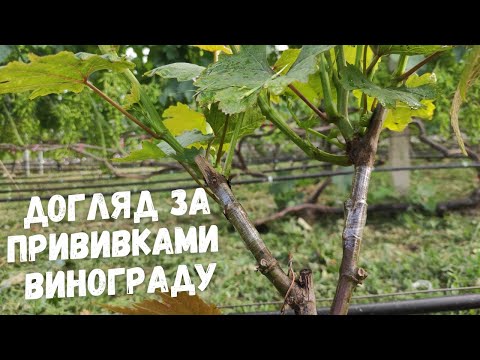 Видео: Догляд за прищепленними або жируючими кущами винограду