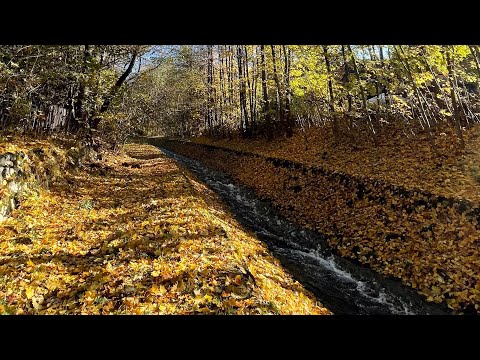 Видео: РАКИ - 1-15 НОЯБРЯ| ПРОГНОЗ |ВОЗМОЖНОСТИ ПРЕПЯТСТВИЯ ПРОРЫВ |#гороскоп #таро #tarot #раки #прогноз