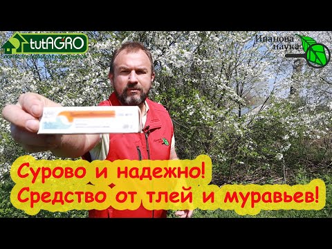 Видео: КОПЕЕЧНОЕ АПТЕЧНОЕ СРЕДСТВО ИЗГОНИТ МУРАВЬЕВ ОТКУДА НАДО! Забудете про тлей и муравьев НАДОЛГО!