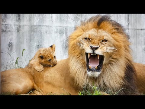 Видео: Три львёнка напали🤣 Папа рычит, плачет и убегает😭