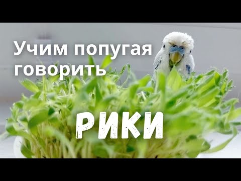 Видео: Учим попугая говорить Рики