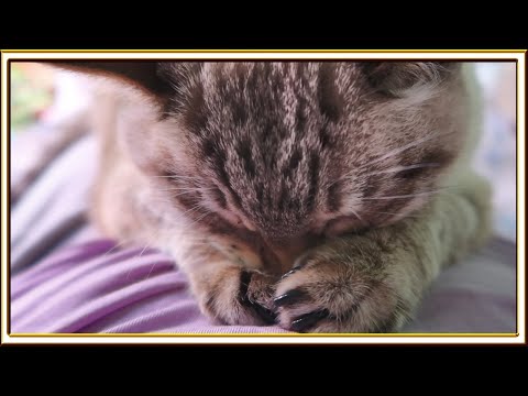 Видео: ВЛОГ: Отпуск