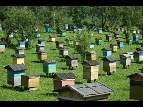 Видео: Пасека и пчелы  Приемы повышения доходности пасеки  Лавров В В  пчеловод, Миорский район