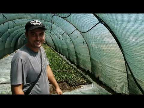 Видео: в гостях у клубничника #клубника #рассада #фермер #ставрополь#пятигорск