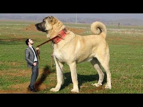 Видео: СРАЖЕНИЕ ЧУДОВИЩНЫХ СОБАК: 7 пород на высшем испытании!