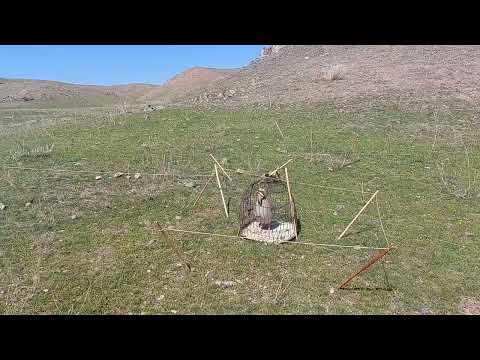 Видео: шикори каратов нав