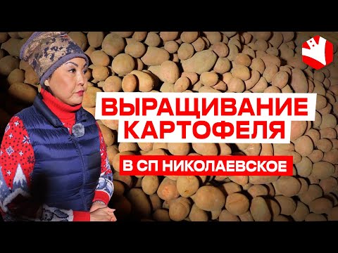 Видео: Выращивание картофеля. Агробизнес | КУЛЬТИВАТОР