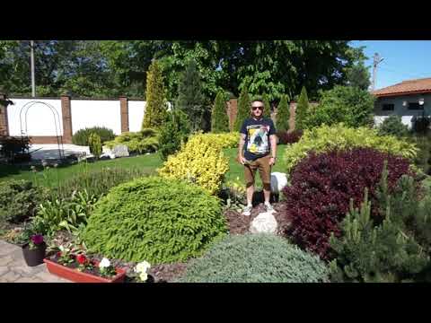 Видео: Трансформация можжевельника!