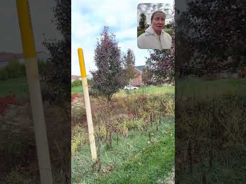 Видео: Комфорт или мечта? Твой выбор решает судьбу 💭✨ #голосдуши #жизнь 