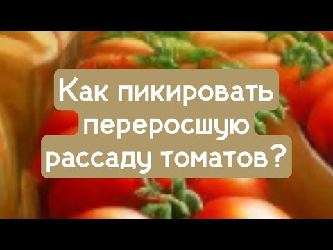 Видео: Как пикировать переросшую рассаду томатов.