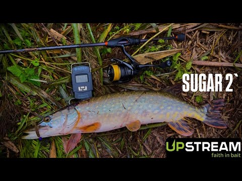 Видео: ТРОФЕЙНАЯ ЩУКА НА МИКРОДЖИГ|UPSTREAM SUGAR 2`motor oil
