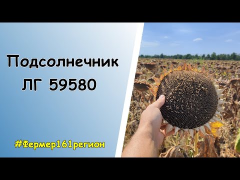 Видео: Осмотр поля 🌻Подсолнечник ЛГ 59580🌻