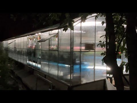 Видео: Ночной обзор цветущих пеларгоний. Часть первая. 20.06.2025