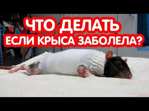 Видео: Что делать если крыса заболела?