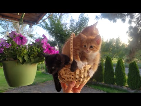 Видео: Нашли диких котов и приручили их к рукам