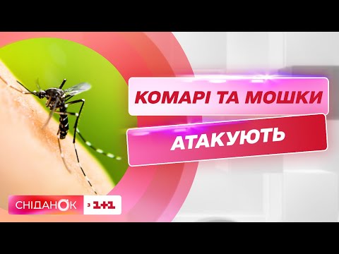 Видео: Як захиститися від укусів комах — Поради педіатра Анастасії Шелевицької