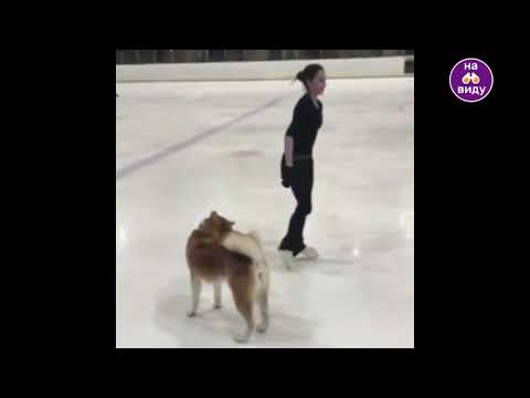 Видео: Ловите милоту от Алины Загитовой и Масару! アリナ・ザギトバとマサル