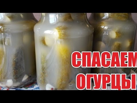 Видео: Что делать если помутнел рассол в огурцах? Спасаем огурцы!!!