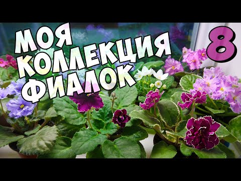 Видео: МОЯ КОЛЛЕКЦИЯ ФИАЛОК. Красивая фиалка на подоконнике / african violets