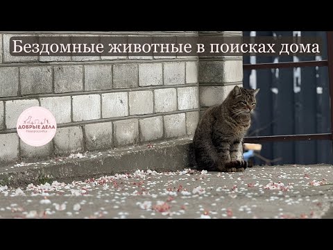 Видео: Бездомные животные в поисках дома