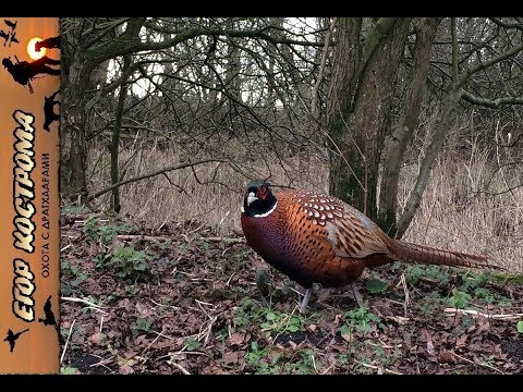 Видео: ОХОТА НА ФАЗАНА В ЗАРОСЛЯХ ПОЛЫНИ. ТРИ ИЗ ТРЕХ. Начало ноября 2018г.