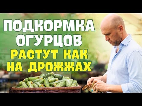 Видео: Огурцы. ПОДКОРМКА для невероятного урожая.