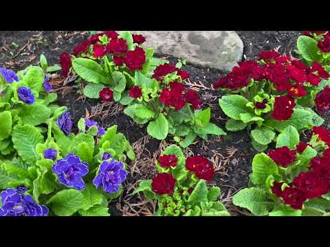 Видео: Примулы серии «БЕЛАРИНА»