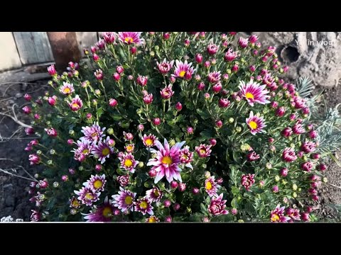Видео: Осенняя обработка хризантем мультифлора — мой проверенный способ сохранить кусты