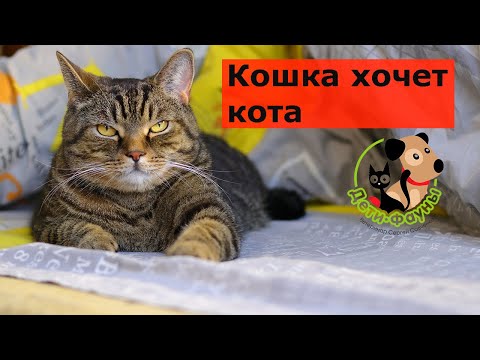 Видео: Кошка хочет кота, что делать? 4 способа решения