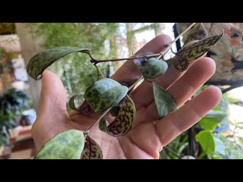 Видео: ЭСХИНАНТУС МРАМОРНЫЙ.  ПЕРЕВАЛКА.