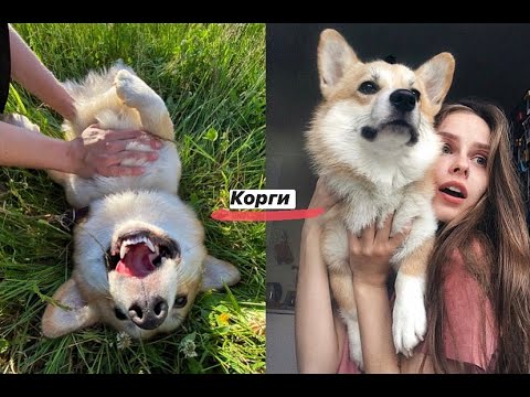Видео: ПЕРВЫЙ ГОД ДОМА. С КОРГИ В МАЛЕНЬКОЙ КВАРТИРЕ, ПОЧЕМУ У КОРГИ НЕТ ХВОСТА?