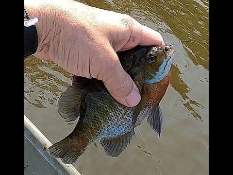 Видео: Синежаберный и красноухий лещ на озере Литл-Дикси