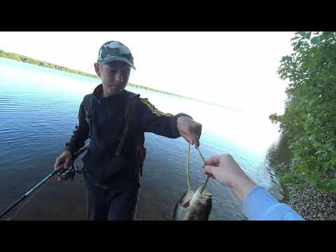 Видео: Нижегородская область, спиннинг. Отличный клев окуня на Волге.