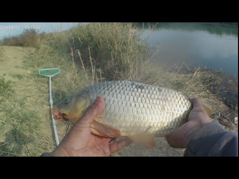 Видео: учтом  Ов яхши булди