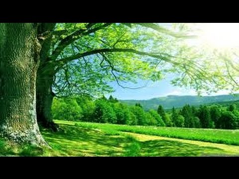 Видео: Хочи Мирзо-ам-170 Али (р)