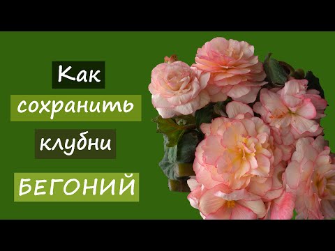 Видео: Как сохранить клубни бегоний зимой?