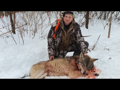 Видео: ОХОТА НА ВОЛКА // 2023 ЯНВАРЬ // ВОЛКИ В ОКЛАДЕ.