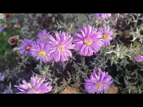 Видео: В поисках ноябрьских цветов - 2