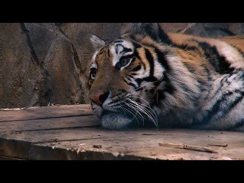 Видео: Жестокие хищники или большие кошки? Олег Зубков рассказал о символе 2022 года