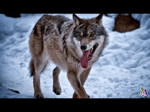 Видео: ОБОРОТЕНЬ 1. «Мужики, вы что, совсем уже с катушек слетели? Какой, прости-господи, оборотень?!»