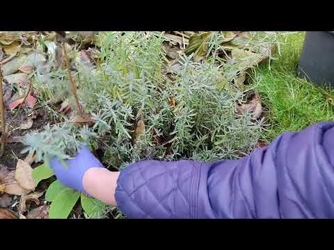 Видео: Даже если приживется один, будет очень хорошо