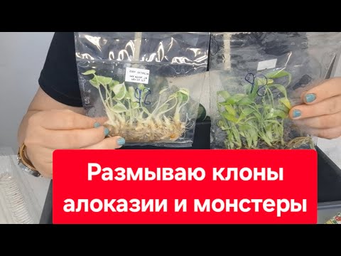 Видео: Как я размываю клоны растений?! Видео от 23июня 2025г.